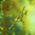   Ornate ghost pipefish  